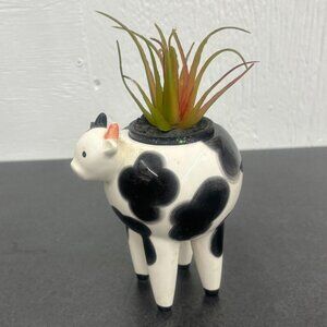 Small Ceramic Pottery Cow Mini Succulent Air Plant Pot Planter Farmhouse Kitsch